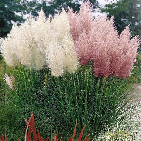 Pampas Grass Seed Mix Cortaderia Selloana Ornamental Grass Seeds