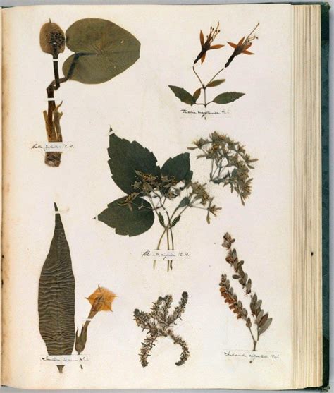 Emily Dickinsons Herbarium A Forgotten Treasure At The Intersection