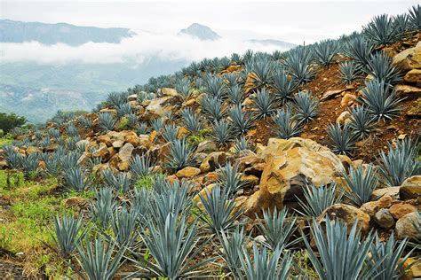 Bacanora la bebida ancestral de Sonora que resistió la prohibición Noro