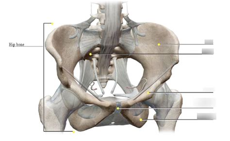 BIO 446L Lab 7 Major Bones Of The Hip Diagram Quizlet