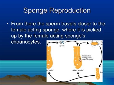 Sponge reproduction notes