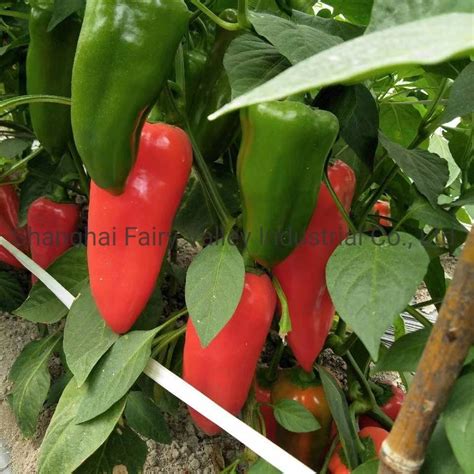 Hybrid F1 Red Sweet Pepper Seeds For Growing First 202 China Hybrid