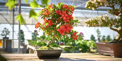 Mistral Bonsai On Twitter Las Azaleas Llevan La Primavera Al