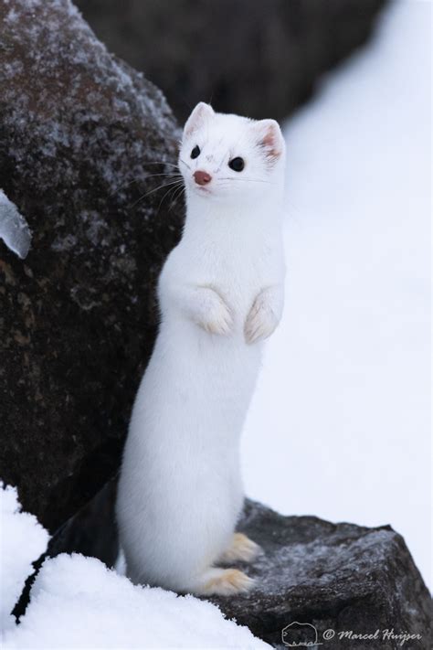 Marcel Huijser Photography Long Tailed Weasel Mustela Frenata On