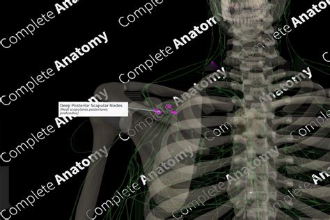 Deep Posterior Scapular Nodes Right Complete Anatomy