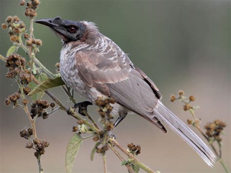 Noisy Friarbird Ebird