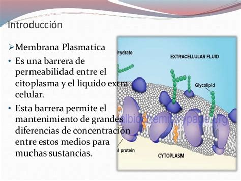 Permeabilidad De La Membrana Celular