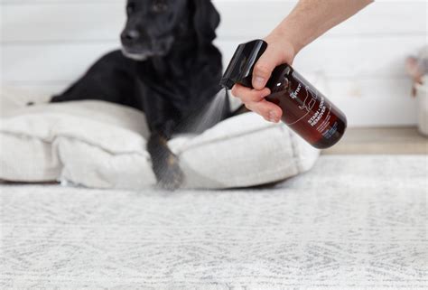 How To Use Pet Stain And Odor Remover I Am Retriever