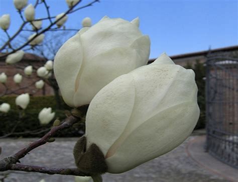 Magnolia ALBA BIAŁE TULIPANY Ładne SADZONKI 15226163656 oficjalne