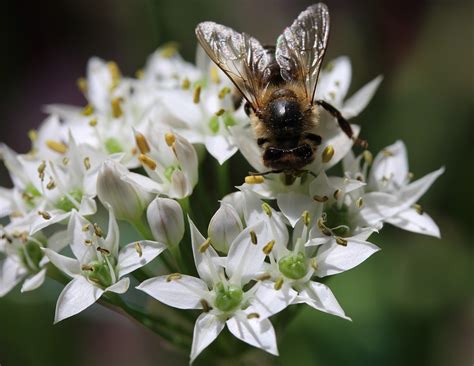 pollination honeybee feeding  photo  pixabay
