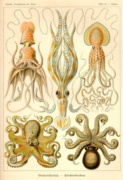 A Billion Tastes And Tunes Ernst Haeckel Part 1 Of 2