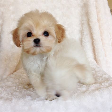 teacup malti poo puppy poodle maltese mix iheartteacups
