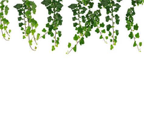 Ivy Hanging Vines Png Transparent Background Free Download 43648