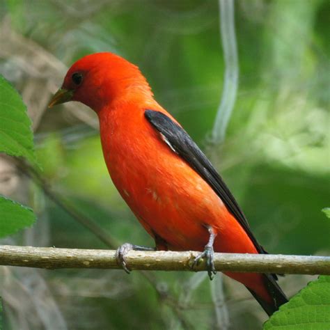 Scarlet Tanager "Piranga olivacea" | Boreal Songbird Initiative