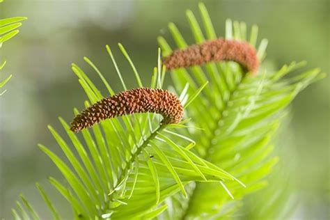 How To Grow Wollemi Pine Yates Australia