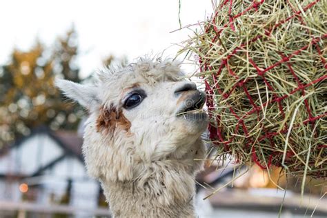 Alpaca Llama. Two Cute Furry Llamas Are Kissing. Stock Image - Image of ...