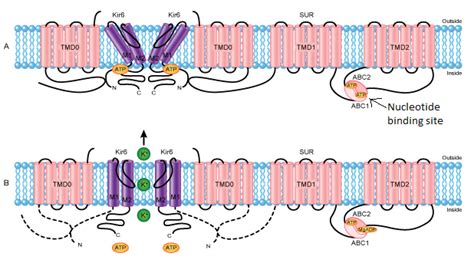 KATP Channels A Tiny Channel And A Large Vessel A New Clue For Heart