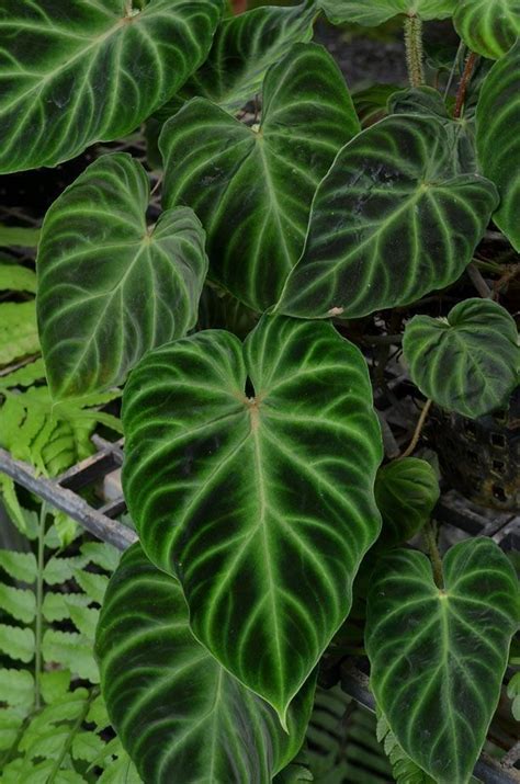 Philodendron Verrucosum Artofit