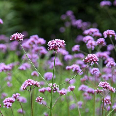 Buy Purple Top Verbena Bonariensis Delivery By Waitrose Garden