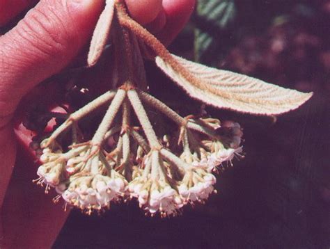 Viburnum rhytidophyllum page