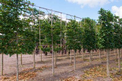 Pleached trees: usefel tips for pleaching trees - Plantura