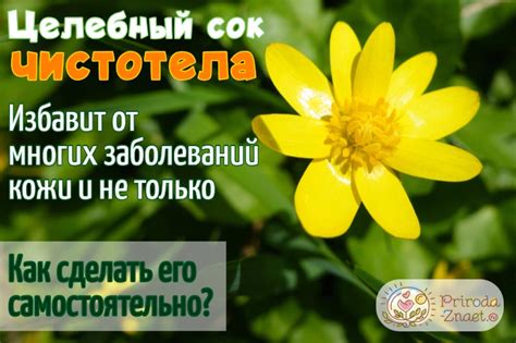 Сок чистотела: как приготовить правильно в домашних условиях, заготовка ...