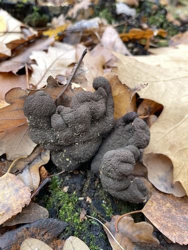 Dedos De Muerto Xylaria Polymorpha