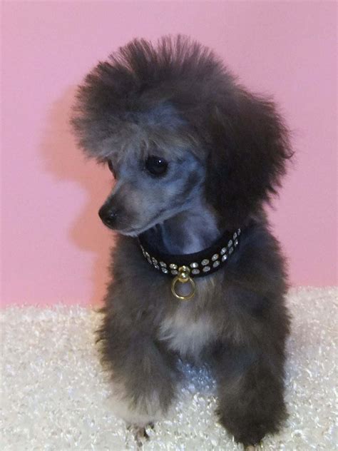 Teacup Poodles Teacup Poodle Puppies Toy Poodle Puppies From