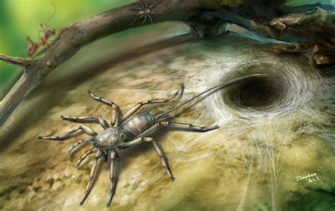 Ancient spiders found in amber had long, hairy tails - SlashGear