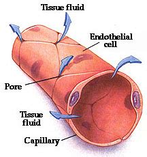 Blood Vessels