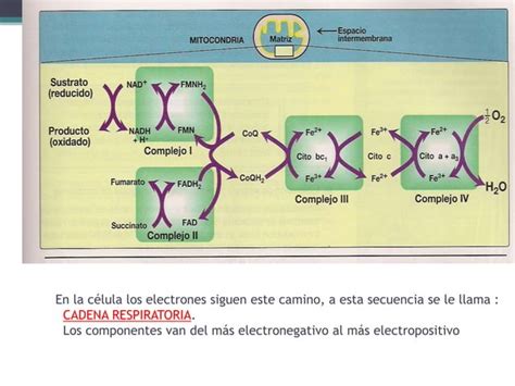 Cadena Respiratoria Y Fosforilacion Oxidativa Ppt