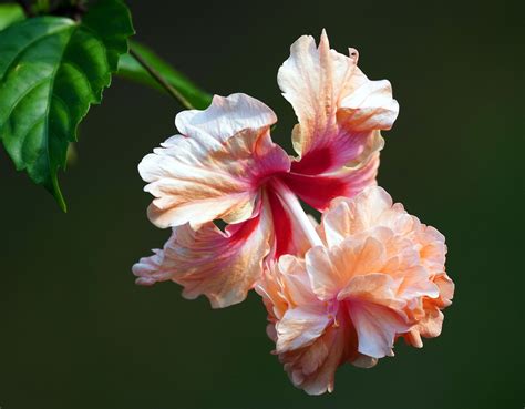 Hibisco Flor Rosa Sinensis Foto Gratis En Pixabay Pixabay