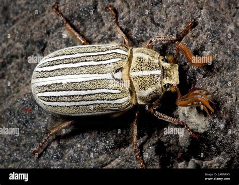 Ten Lined June Beetle Polyphylla Decemlineata Photographed In The