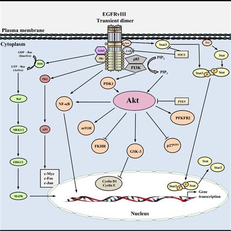 Schematic Structure Of Egfrviii Compared With The Epidermal Growth