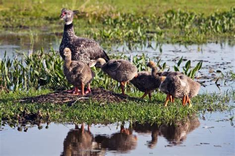 Fauna de los Esteros del Iberá mundialmente reconocida Tripin