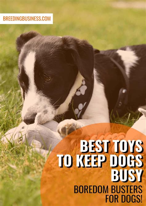 10 Best Toys to Keep Dogs Busy [2026 – Reviews]