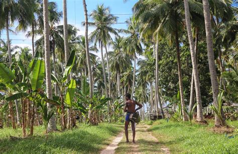 In Sri Lanka, This Centuries-Old Spirit Is Shaking Up The Local ...