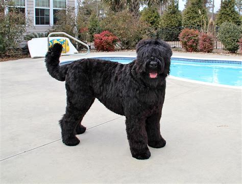 Black Russian Terrier - TerrierPlanet.com