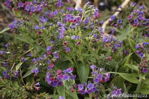 Pulmonaria Officinalis Ssp Obscura Lungwort Ex Ralsk Flickr