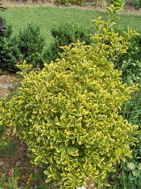 Euonymus japonica - UF/IFAS Assessment - University of Florida