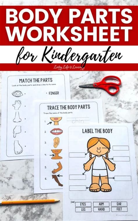 Body Parts Worksheet for Kindergarten