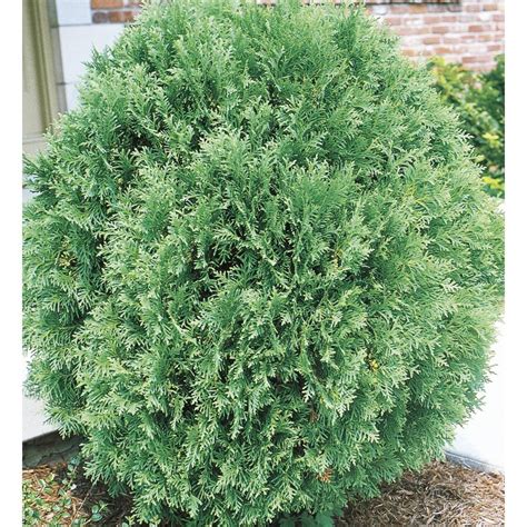 Shop 6-Gallon Globe Arborvitae Feature Shrub (L4610) at Lowes.com