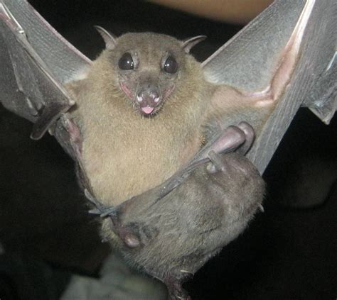 Coronaviruses And Bats Have Been Evolving Together For Millions Of Years