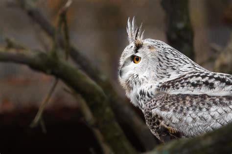 Eurasian eagle owl 18918375 Stock Photo at Vecteezy