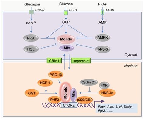 Ijms Free Full Text Glucose Sensing Transcription Factor Mondoa