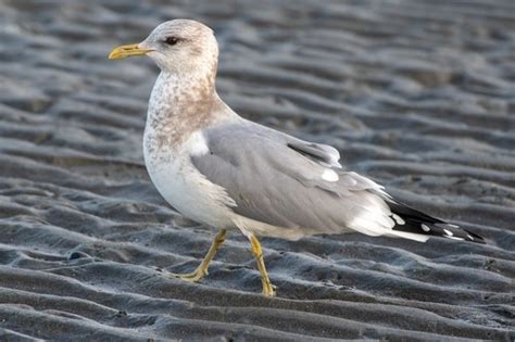 Seagull prototype Flashcards | Quizlet