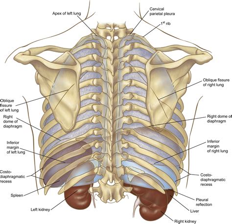 Anatomy Of Thorax | Images and Photos finder