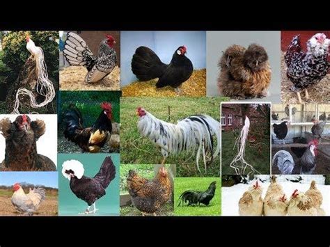 Top Ra As Mais Bonitas De Galinha Most Beautiful Chicken Breeds