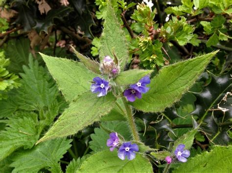 Green Alkanet