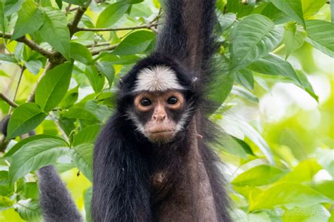 White Cheeked Spider Monkey In October 2020 By Jessica Dos Anjos